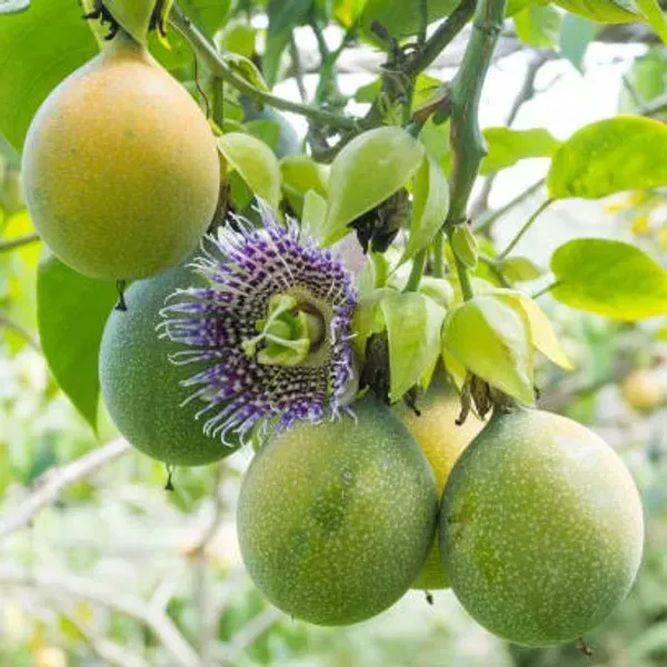 Dwarf_Variety_Passion_Fruit_Plant