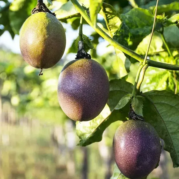 Dwarf_Variety_Passion_Fruit_Plant