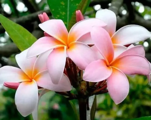 Dwarf_Variety_Pulmeria_Flower_Plant