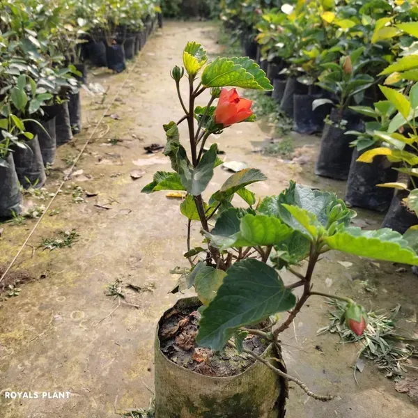 Miniature_Hibiscus_Flower_Plant_Orange
