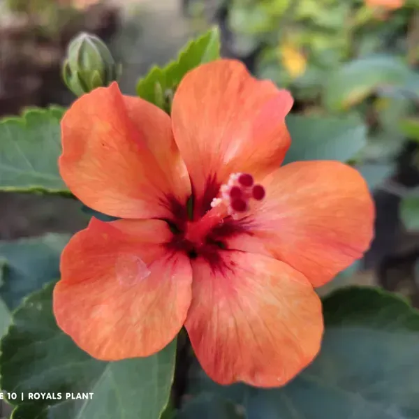 Miniature_Hibiscus_Flower_Plant_Orange