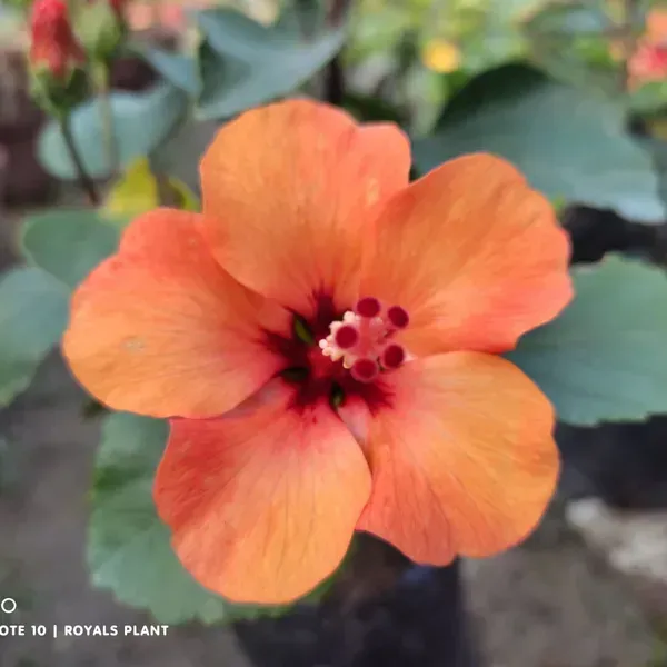 Miniature_Hibiscus_Flower_Plant_Orange