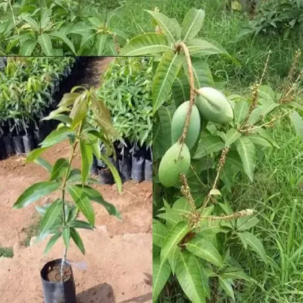 Vietnam_All_Time_Mango_Grafted_Fruit_Plant