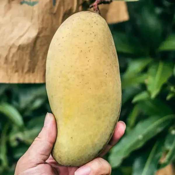 Vietnam_All_Time_Mango_Grafted_Fruit_Plant