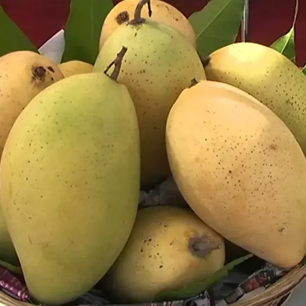Vietnam_All_Time_Mango_Grafted_Fruit_Plant