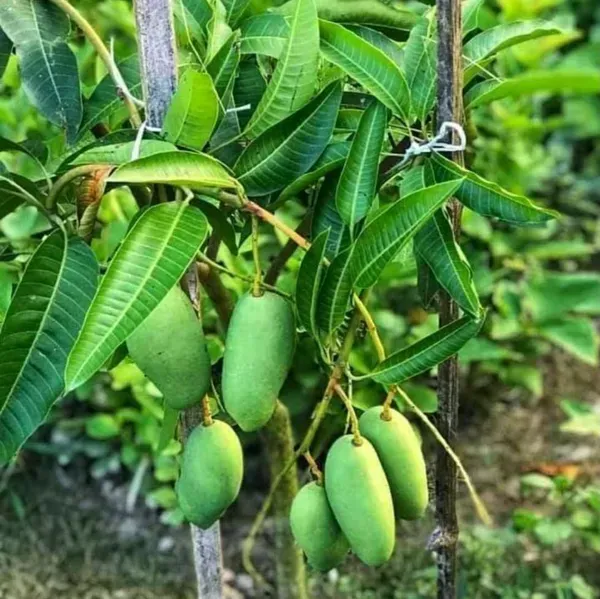 Vietnam_All_Time_Mango_Grafted_Fruit_Plant
