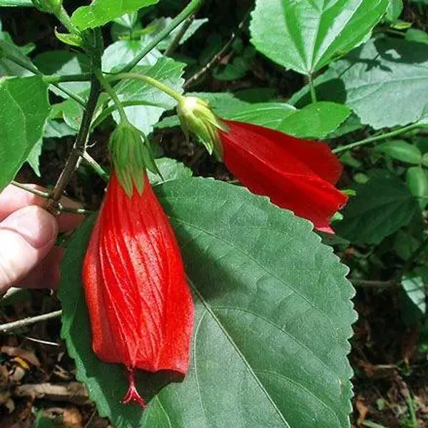 Sleeping_Hibiscus_Malvaviscus_Flower_Plant_Red