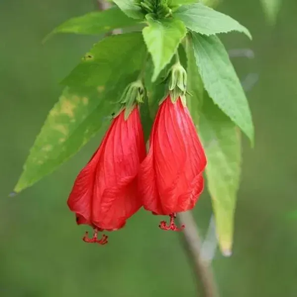 Sleeping_Hibiscus_Malvaviscus_Flower_Plant_Red