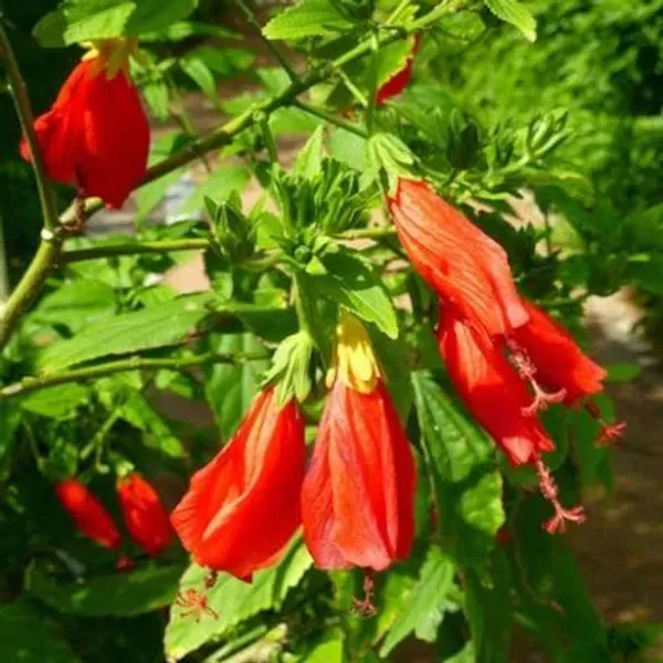 Sleeping_Hibiscus_Malvaviscus_Flower_Plant_Red