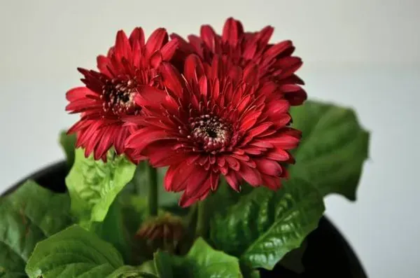 Hybrid_Gerbera_Flower_Plant_Dark_Red