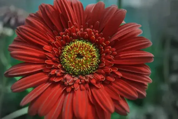 Hybrid_Gerbera_Flower_Plant_Dark_Red