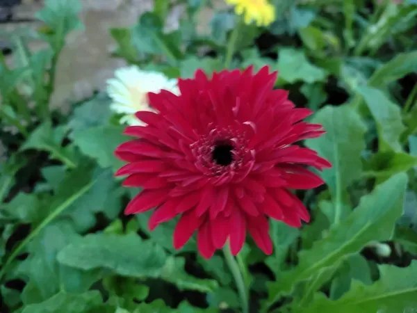 Hybrid_Gerbera_Flower_Plant_Dark_Red