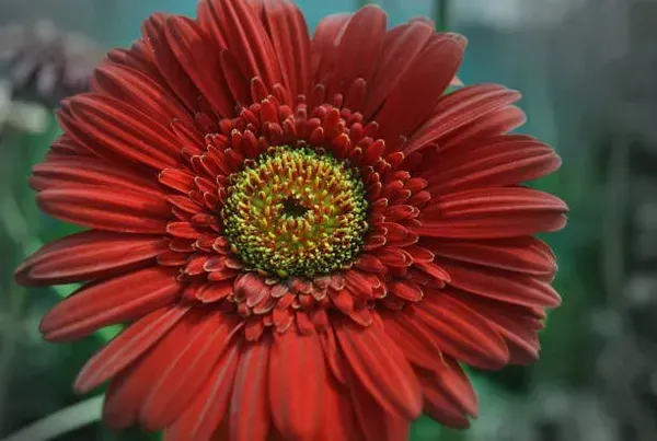 Hybrid_Gerbera_Flower_Plant_Dark_Red