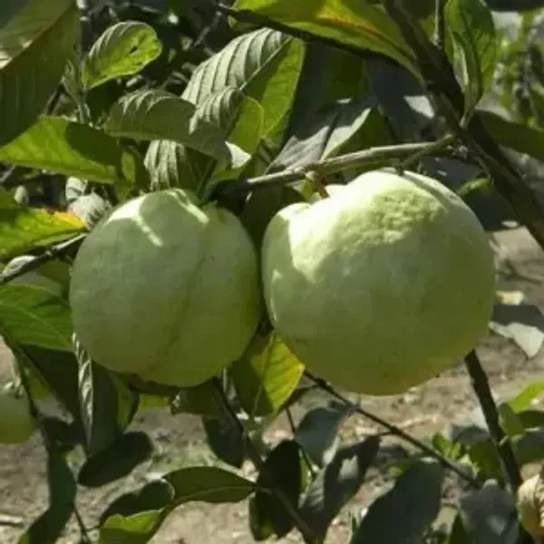 Madhuri_Guava_Grafted_Hybrid_Fruit_Plant
