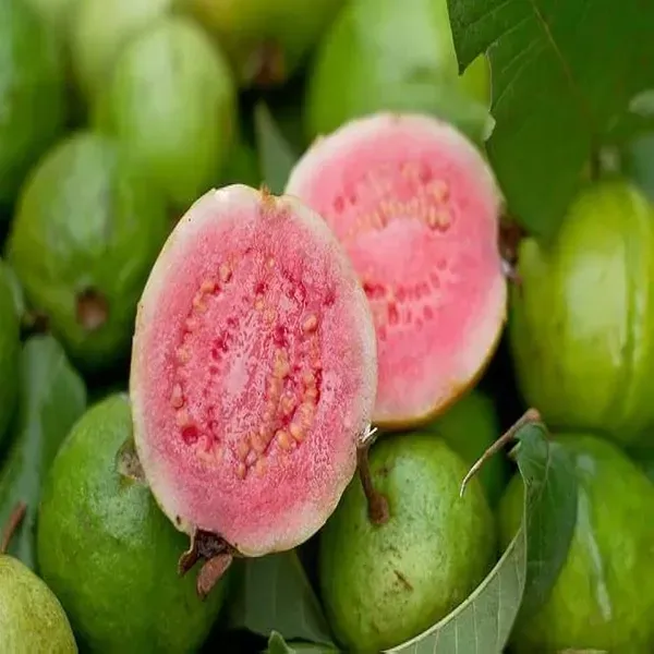 Madhuri_Guava_Grafted_Hybrid_Fruit_Plant
