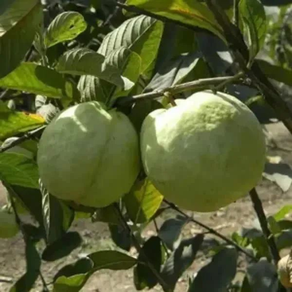 Madhuri_Guava_Grafted_Hybrid_Fruit_Plant