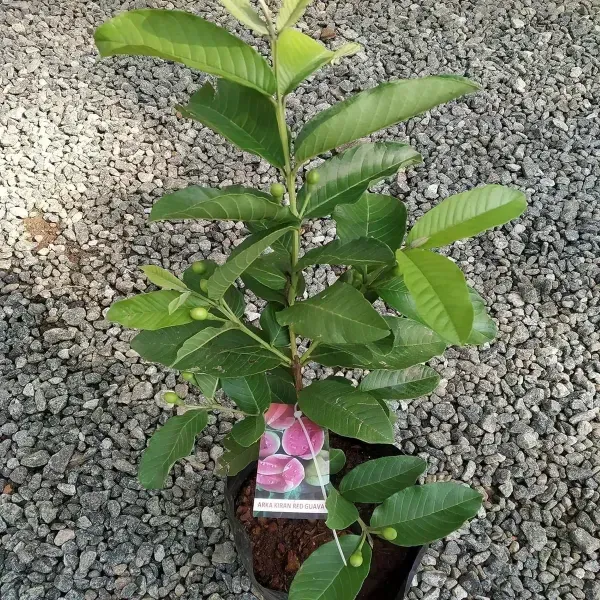 Madhuri_Guava_Grafted_Hybrid_Fruit_Plant
