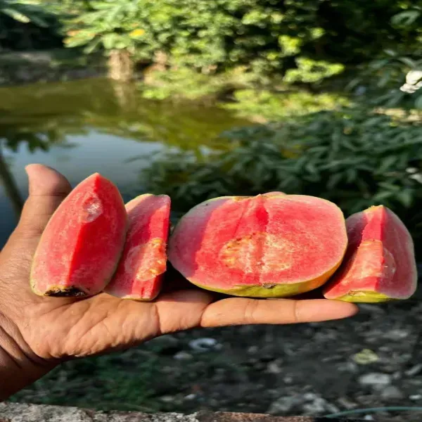 Madhuri_Guava_Grafted_Hybrid_Fruit_Plant