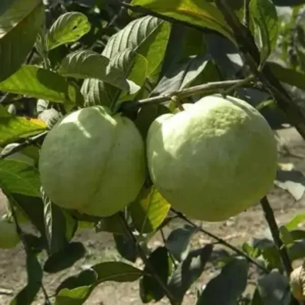 Madhuri_Guava_Grafted_Hybrid_Fruit_Plant