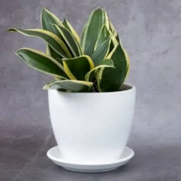 Snake_Plant_Small_For_Home_Garden