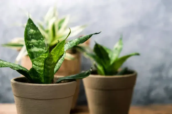 Snake_Plant_Small_For_Home_Garden