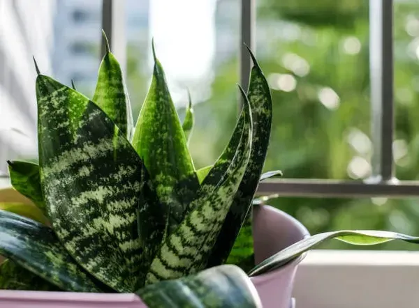 Snake_Plant_Small_For_Home_Garden