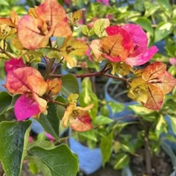 3_Star_Bougainvillea_Flower_Plant