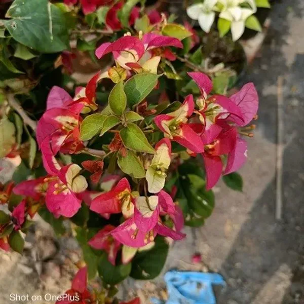 3_Star_Bougainvillea_Flower_Plant