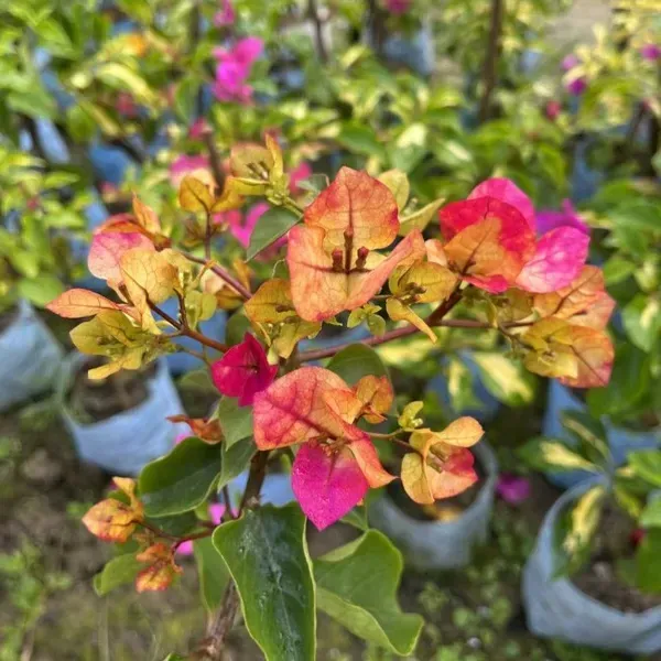 3_Star_Bougainvillea_Flower_Plant