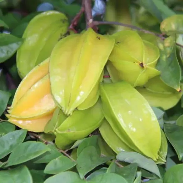 All_Time_Star_Fruit_Plant_For_Home_Garden