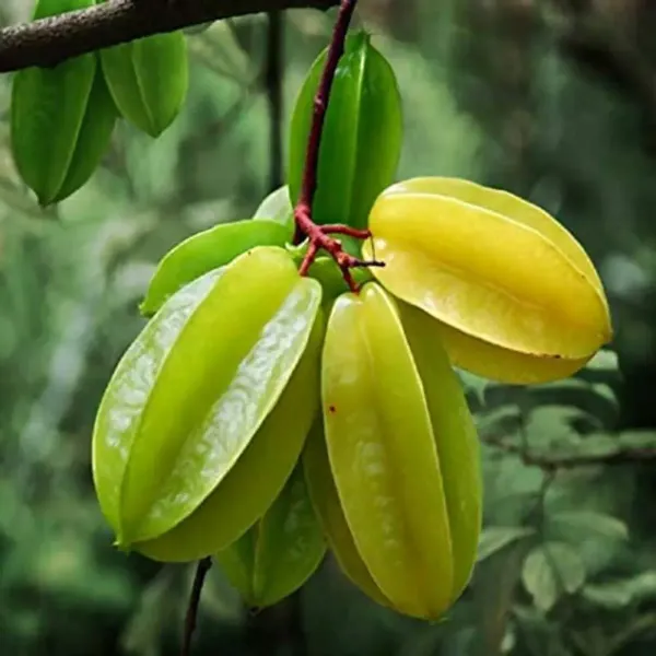 All_Time_Star_Fruit_Plant_For_Home_Garden