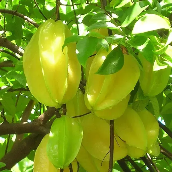 All_Time_Star_Fruit_Plant_For_Home_Garden