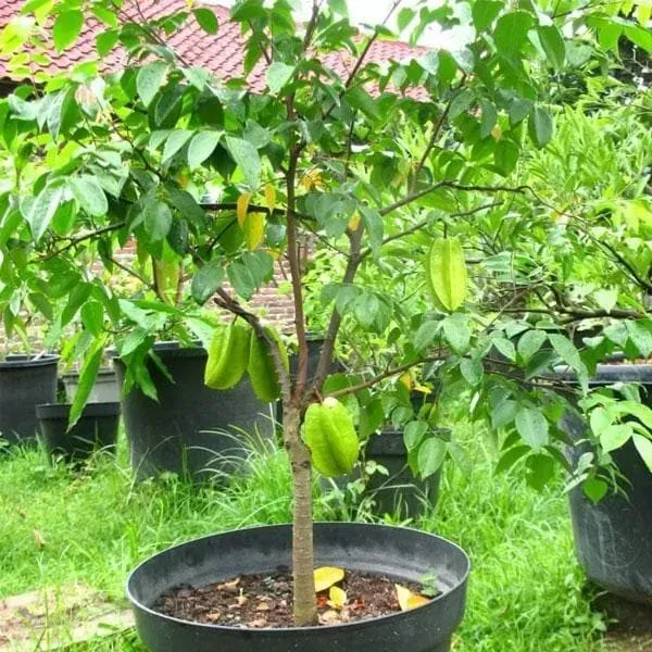 All_Time_Star_Fruit_Plant_For_Home_Garden