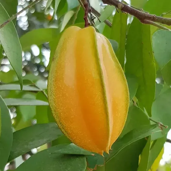 All_Time_Star_Fruit_Plant_For_Home_Garden