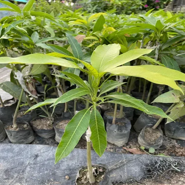 Gourmati_Mango_Grafted_Fruit_Plant
