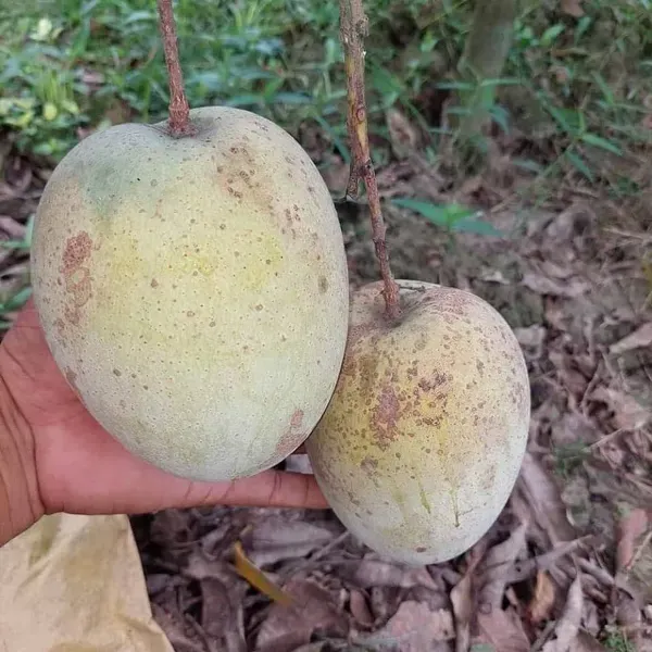 Gourmati_Mango_Grafted_Fruit_Plant