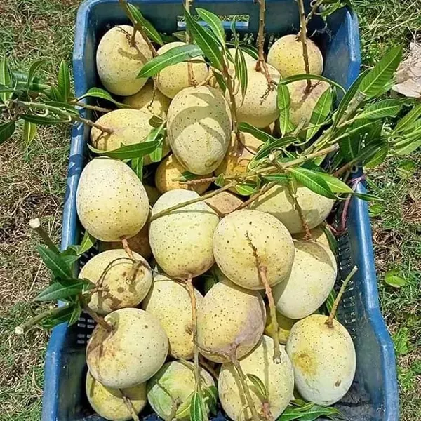 Gourmati_Mango_Grafted_Fruit_Plant