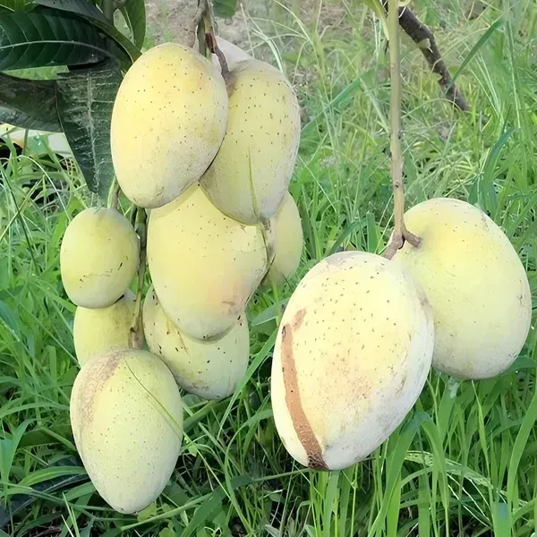 Gourmati_Mango_Grafted_Fruit_Plant