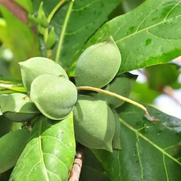 Indian_Almond_Fruit_Plant_For_Home_Garden