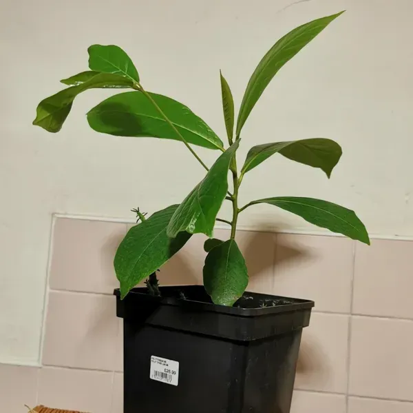 Indian_Almond_Fruit_Plant_For_Home_Garden