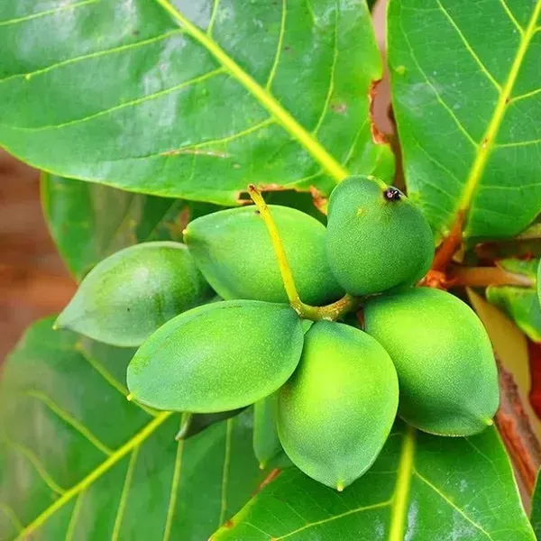 Indian_Almond_Fruit_Plant_For_Home_Garden
