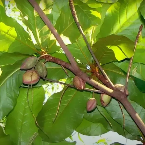 Indian_Almond_Fruit_Plant_For_Home_Garden
