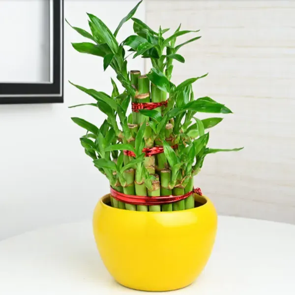 Lucky_Water_Bamboo_Live_Plants_3_Layers