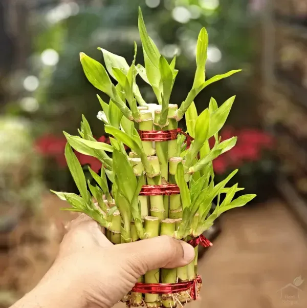 Lucky_Water_Bamboo_Live_Plants_3_Layers