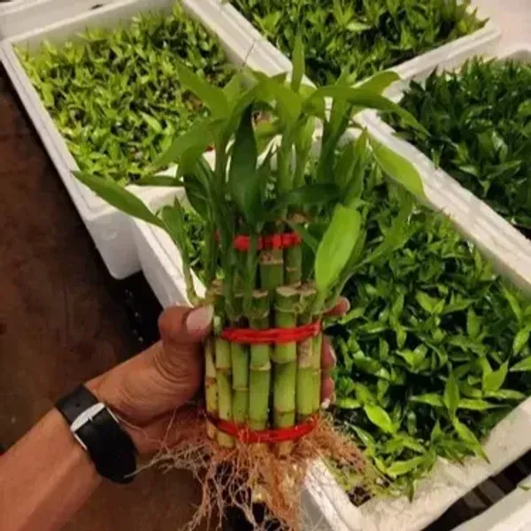 Lucky_Water_Bamboo_Live_Plants_3_Layers