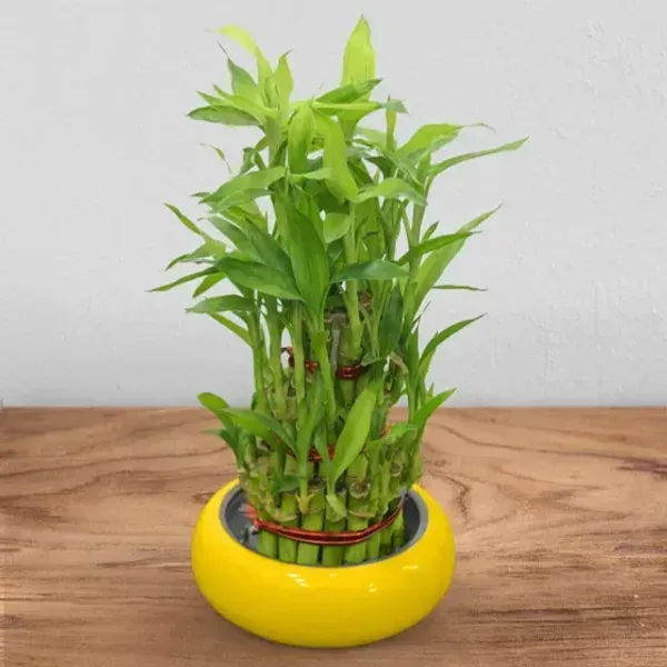 Lucky_Water_Bamboo_Live_Plants_3_Layers