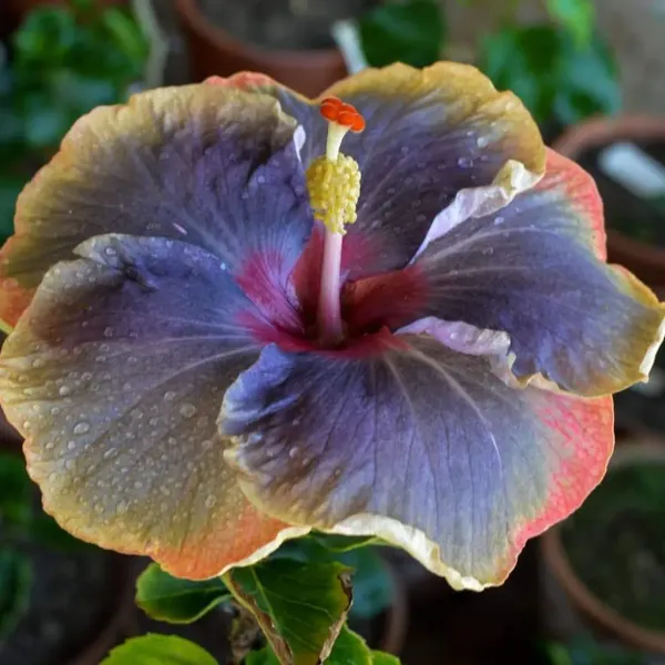 American_Variety_Hibiscus_Flower_Plant