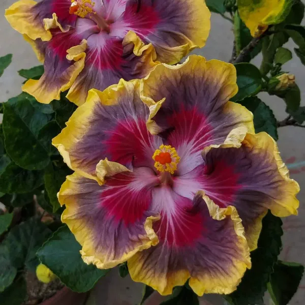 Australian_Variety_Grafted_Hibiscus_Flower_Plant