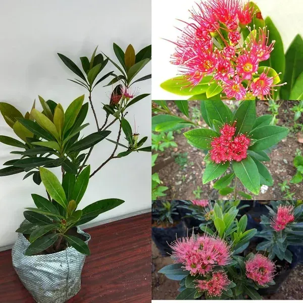 Xanthostemon_Chrysanthus_First_Love_Flower_Plant_Red