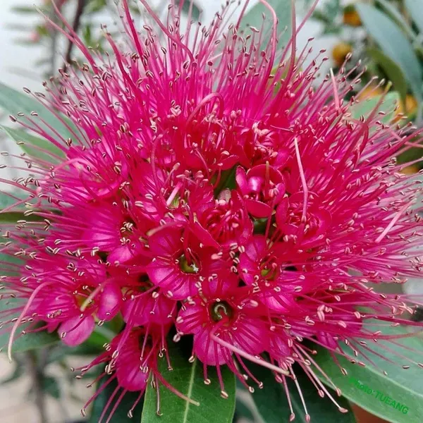 Xanthostemon_Chrysanthus_First_Love_Flower_Plant_Red